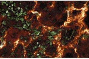 Immunoflourescence staining of rabbit kidney. (ARAF 抗体  (AA 183-199))