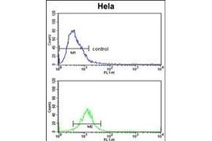 CDC2L6 Antibody (Center) (ABIN653025 and ABIN2842646) flow cytometric analysis of Hela cells (bottom histogram) compared to a negative control cell (top histogram). (CDK19 抗体  (AA 253-285))