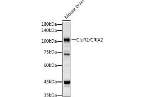 Western blot analysis of extracts of Mouse brain, using GluR2/GRI antibody (ABIN3015061, ABIN3015062, ABIN5663577 and ABIN6213622) at 1:1000 dilution. (GRIA2 抗体  (AA 25-230))