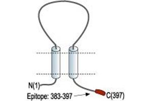 anti-Purinergic Receptor P2x, Ligand-Gated Ion Channel, 3 (P2RX3) (AA 383-397), (C-Term), (Intracellular) antibody