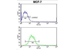 Flow Cytometric analysis of MCF-7 cells using SNRPB Antibody (N-term R49) Cat.