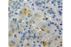 IHC-P analysis of Liver tissue, with DAB staining. (SIGLEC7 抗体  (AA 18-353))
