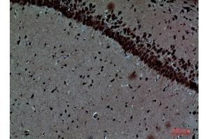 Immunohistochemical analysis of paraffin-embedded Mouse-brain, antibody was diluted at 1:100.