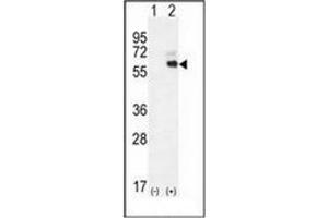 Western Blotting (WB) image for anti-Kininogen 1 (KNG1) (AA 145-174), (N-Term) antibody (ABIN953079)