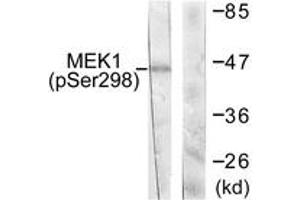 Western blot analysis of extracts from NIH-3T3 cells treated with PDGF 50ng/ml 20', using MEK1 (Phospho-Ser298) Antibody. (MEK1 抗体  (pSer298))