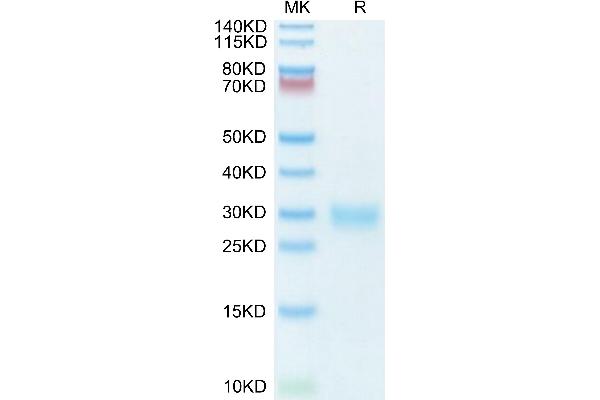 ULBP1 Protein (His-Avi Tag)