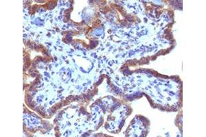 IHC testing of FFPE human placenta with MAML3 antibody (clone MMLP3-1). (MAML3 抗体)