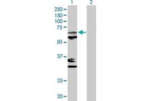 Western Blot analysis of MTPAP expression in transfected 293T cell line by MTPAP MaxPab polyclonal antibody. (PAPD1 抗体  (AA 1-582))