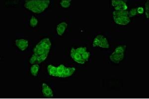 Immunofluorescent analysis of PC-3 cells using ABIN7169055 at dilution of 1:100 and Alexa Fluor 488-congugated AffiniPure Goat Anti-Rabbit IgG(H+L) (UHMK1 抗体  (AA 183-385))