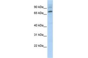 Image no. 1 for anti-E74-Like Factor 1 (Ets Domain Transcription Factor) (ELF1) (AA 540-589) antibody (ABIN6744404) (ELF1 抗体  (AA 540-589))