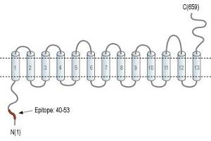 Representative domain view of the target of ABIN7043708.