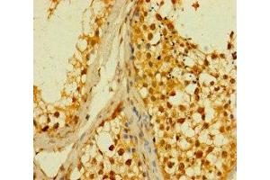 Immunohistochemistry of paraffin-embedded human testis tissue using ABIN7159837 at dilution of 1:100 (PLD6 抗体  (AA 1-252))
