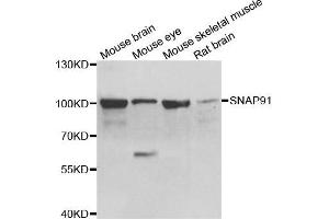 Western blot analysis of extracts of various cell lines, using SNAP91 antibody. (SNAP91 抗体)