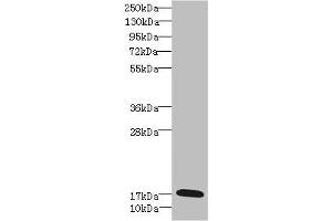 Western blot All lanes: GADD45G antibody IgG at 5. (GADD45G 抗体  (AA 1-159))