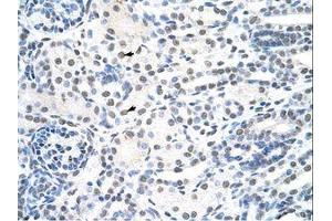 Image no. 1 for anti-THO Complex 1 (THOC1) (AA 511-560) antibody (ABIN6736250) (THOC1 抗体  (AA 511-560))