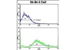 Flow cytometric analysis of SK-Br-3 cells using HOMER3 Antibody (Center)(bottom histogram) compared to a negative control cell (top histogram). (HOMER3 抗体  (AA 281-308))
