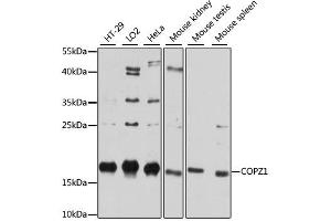 Western blot analysis of extracts of various cell lines, using COPZ1 antibody. (COPZ1 抗体)