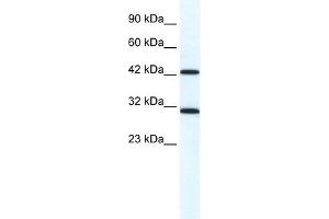 DDX39 antibody used at 1. (DDX39 抗体)