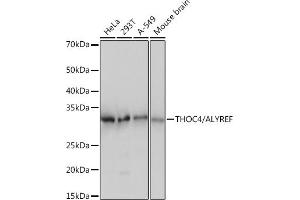 THO Complex 4 抗体