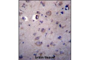 HPSE2 Antibody (C-term) (ABIN656918 and ABIN2846113) immunohistochemistry analysis in formalin fixed and paraffin embedded human brain tissue followed by peroxidase conjugation of the secondary antibody and DAB staining. (Heparanase 2 抗体  (C-Term))
