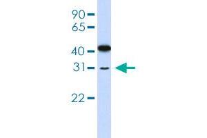Western blot analysis of 721_B cell lysate with OVOL2 polyclonal antibody . (OVOL2 抗体  (AA 2-51))