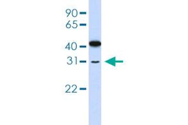 OVOL2 anticorps  (AA 2-51)