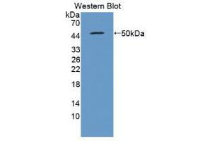 Western blot analysis of recombinant Pig IFNb. (IFNB1 抗体  (AA 22-186))