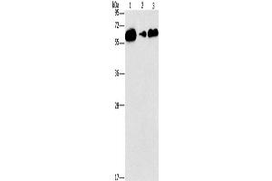 Western Blotting (WB) image for anti-CD27 Molecule (CD27) antibody (ABIN2429729) (CD27 抗体)