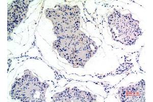 Immunohistochemistry (IHC) analysis of paraffin-embedded Rat Testis, antibody was diluted at 1:100. (Thrombospondin 2 抗体)