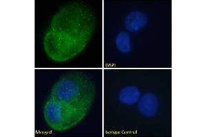 Immunofluorescence staining of fixed HepG2 cells with anti-DARC antibody 2C3. (Recombinant DARC 抗体)