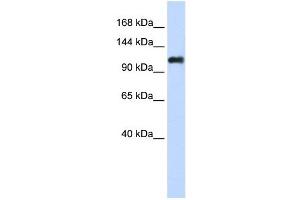NID2 antibody used at 1 ug/ml to detect target protein. (NID2 抗体)