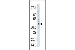 Western blot analysis of anti-PHKG1 Pab (ABIN391340 and ABIN2841364) in  cell lysate. (PHKG1 抗体  (AA 302-332))