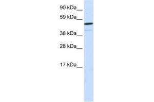 Western Blotting (WB) image for anti-Forkhead Box I1 (FOXI1) antibody (ABIN2460419) (FOXI1 抗体)