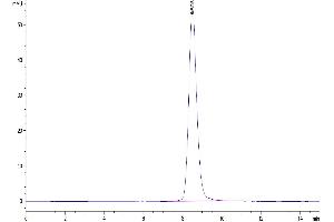 Size-exclusion chromatography-High Pressure Liquid Chromatography (SEC-HPLC) image for Natural Killer Cell Receptor 2B4 (CD244) (AA 22-221) protein (His-Avi Tag,Biotin) (ABIN7273782)