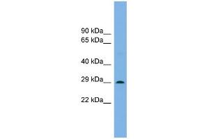 WB Suggested Anti-Noto Antibody Titration: 0. (NOTO 抗体  (N-Term))