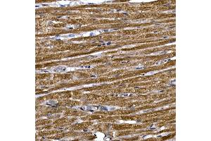 Immunohistochemistry of paraffin-embedded rat heart using PDE3A Rabbit pAb (ABIN7269301) at dilution of 1:250 (40x lens). (PDE3A 抗体  (AA 380-660))