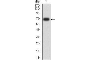 Western blot analysis using CD329 mAb against human CD329 (AA: extra 18-348) recombinant protein. (SIGLEC9 抗体  (AA 25-183))
