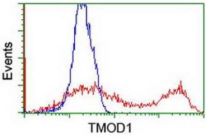 Flow Cytometry (FACS) image for anti-Tropomodulin 1 (TMOD1) antibody (ABIN1501527) (Tropomodulin 1 抗体)