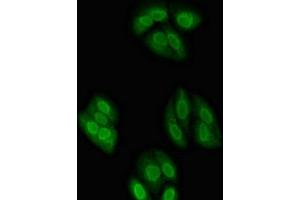 Immunofluorescent analysis of HepG2 cells using ABIN7161932 at dilution of 1:100 and Alexa Fluor 488-congugated AffiniPure Goat Anti-Rabbit IgG(H+L) (NXF1 抗体  (AA 1-130))