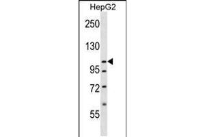 Western blot analysis in HepG2 cell line lysates (35ug/lane). (SLC12A7 抗体  (N-Term))