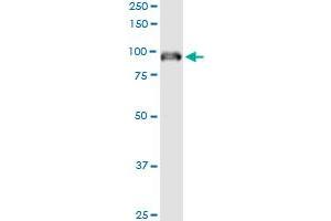 Immunoprecipitation of IFI16 transfected lysate using anti-IFI16 MaxPab rabbit polyclonal antibody and Protein A Magnetic Bead , and immunoblotted with IFI16 purified MaxPab mouse polyclonal antibody (B01P) . (IFI16 抗体  (AA 1-729))