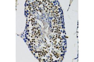 Immunohistochemistry of paraffin-embedded mouse testis using DDX41 antibody. (DDX41 抗体  (AA 1-300))