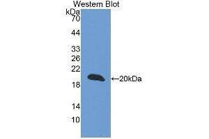 Western blot analysis of the recombinant protein. (CREG1 抗体  (AA 75-220))