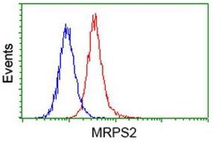 Image no. 3 for anti-Mitochondrial Ribosomal Protein S2 (MRPS2) antibody (ABIN1499562) (MRPS2 抗体)