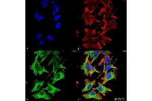 Immunofluorescence (fixed cells) (IF/ICC) image for anti-Glutamate Receptor, Ionotropic, N-Methyl D-Aspartate 1 (GRIN1) (AA 42-361) antibody (Biotin) (ABIN2483590)