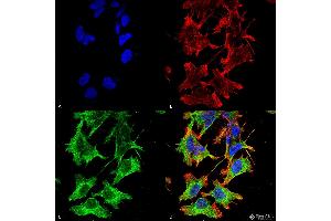 Immunocytochemistry/Immunofluorescence analysis using Mouse Anti-GluN1/NR1 Monoclonal Antibody, Clone S308-48 . (GRIN1/NMDAR1 抗体  (AA 42-361) (Biotin))