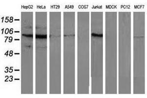 Image no. 2 for anti-Mitogen-Activated Protein Kinase 12 (MAPK12) antibody (ABIN1499301) (MAPK12 抗体)