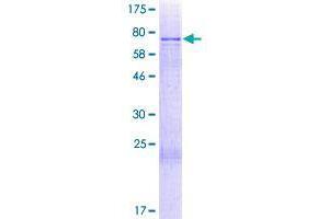 CCDC130 Protein (AA 1-396) (GST tag)