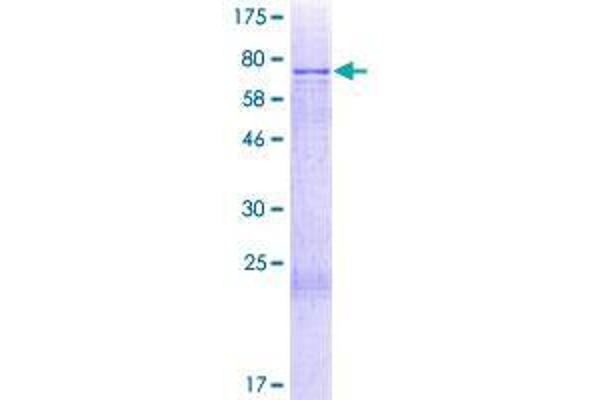 CCDC130 Protein (AA 1-396) (GST tag)