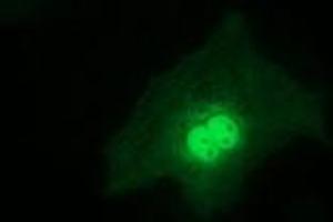 Immunofluorescence (IF) image for anti-Regulatory Factor X-Associated Ankyrin Containing Protein (RFXANK) antibody (ABIN1500683) (RFXANK 抗体)